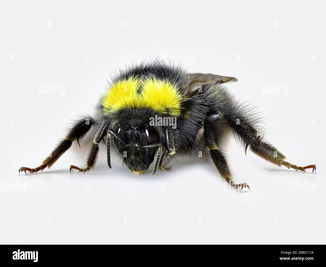 vista frontale del bumblebee giallo nero, riprese macro studio, primo piano su sfondo bianco Foto Stock