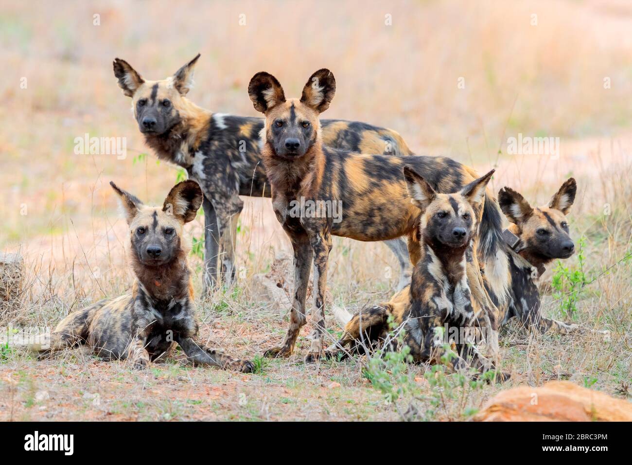 Wild Dog (Lycaon pictus), un pacchetto nella savana, Mpumalanga, Sudafrica Foto Stock