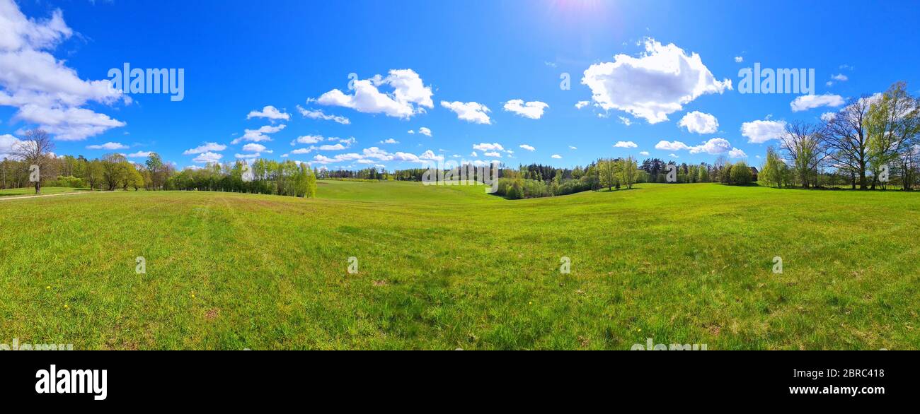 I diandelioni gialli in un campo in primavera Foto Stock