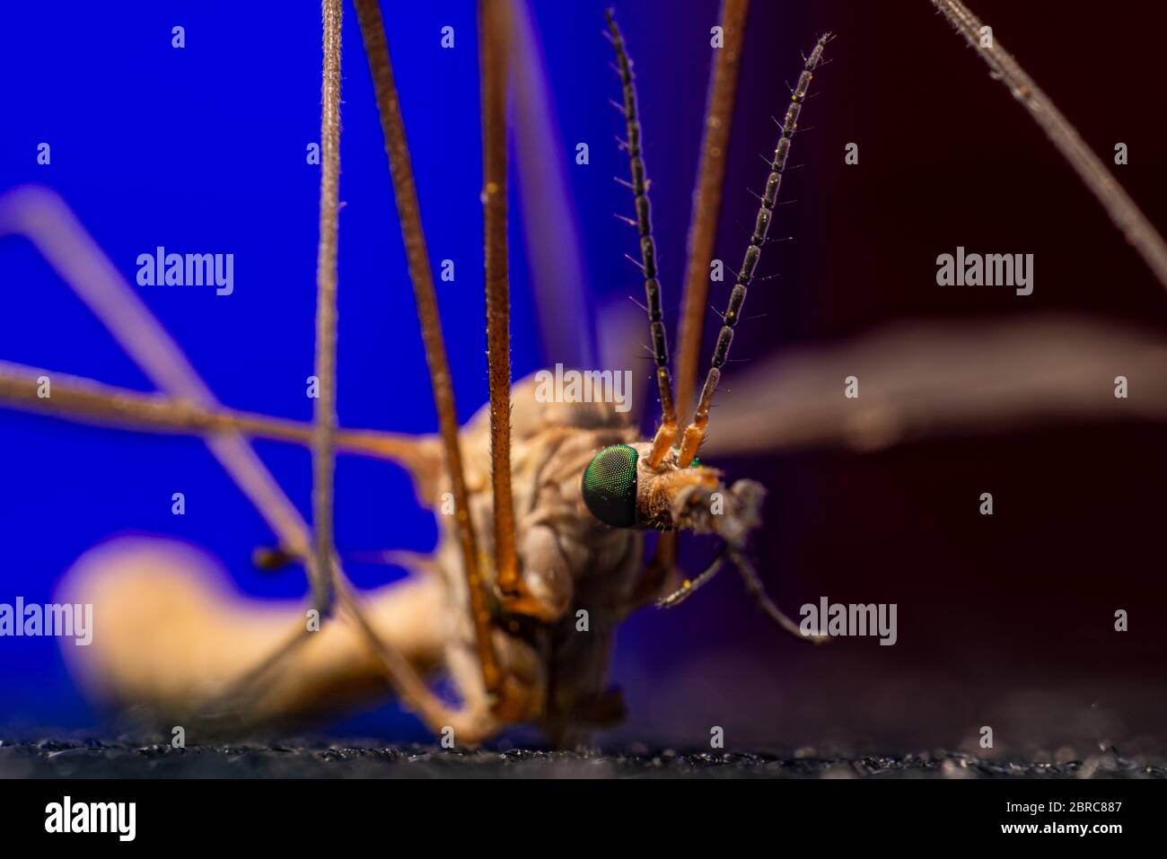 sud israele 7.4.2020 tipula in estrema primo piano guardare spaventoso Foto Stock