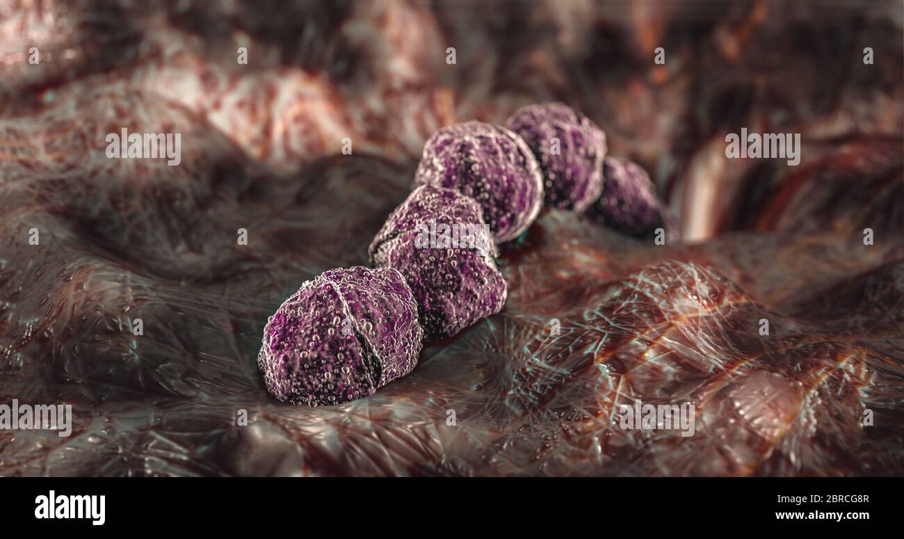 Scienza Foto di batteri Streptococcus pneumoniae, o pneumococco, è un membro gram-positivo, batterico sferico, alfa-emolitico o beta-emolitico Foto Stock
