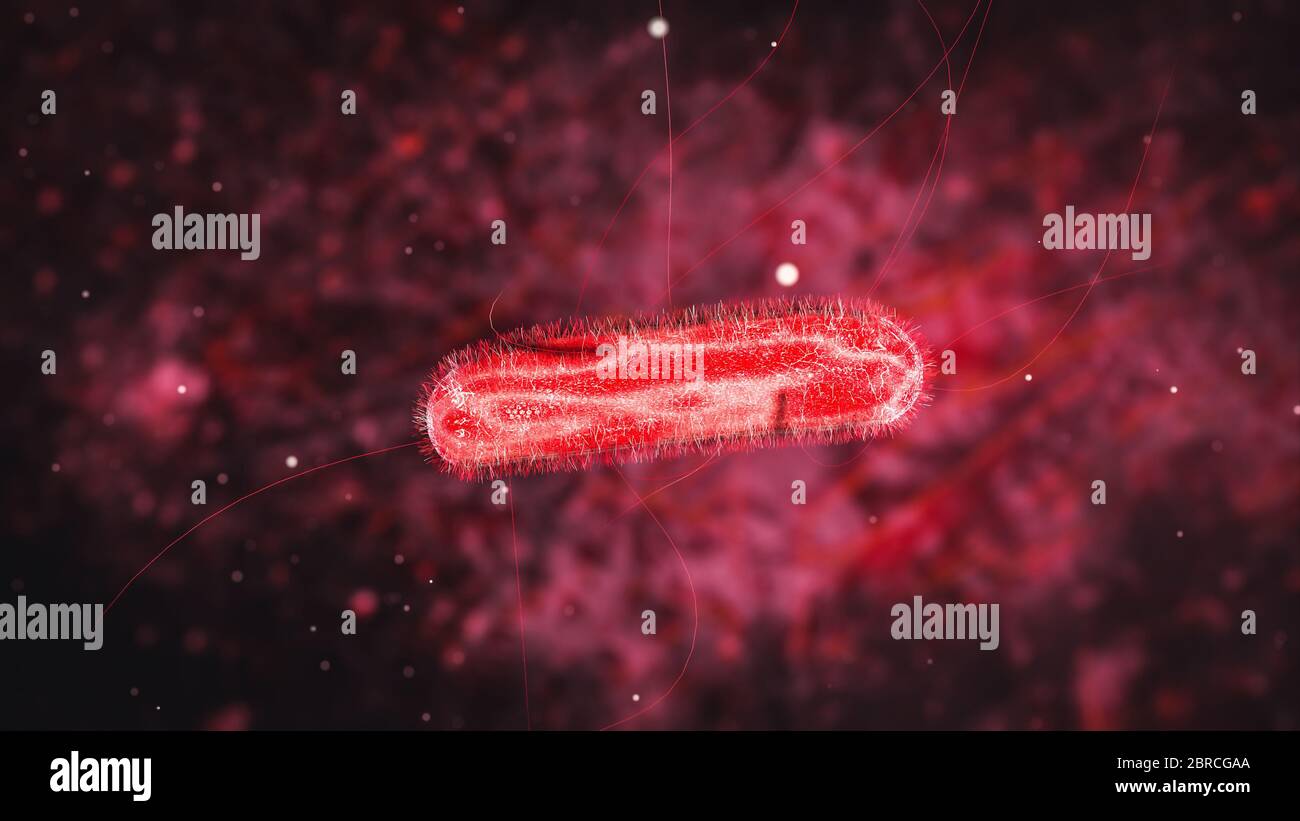 Proteus mirabilis batterio immagini e fotografie stock ad alta risoluzione  - Alamy