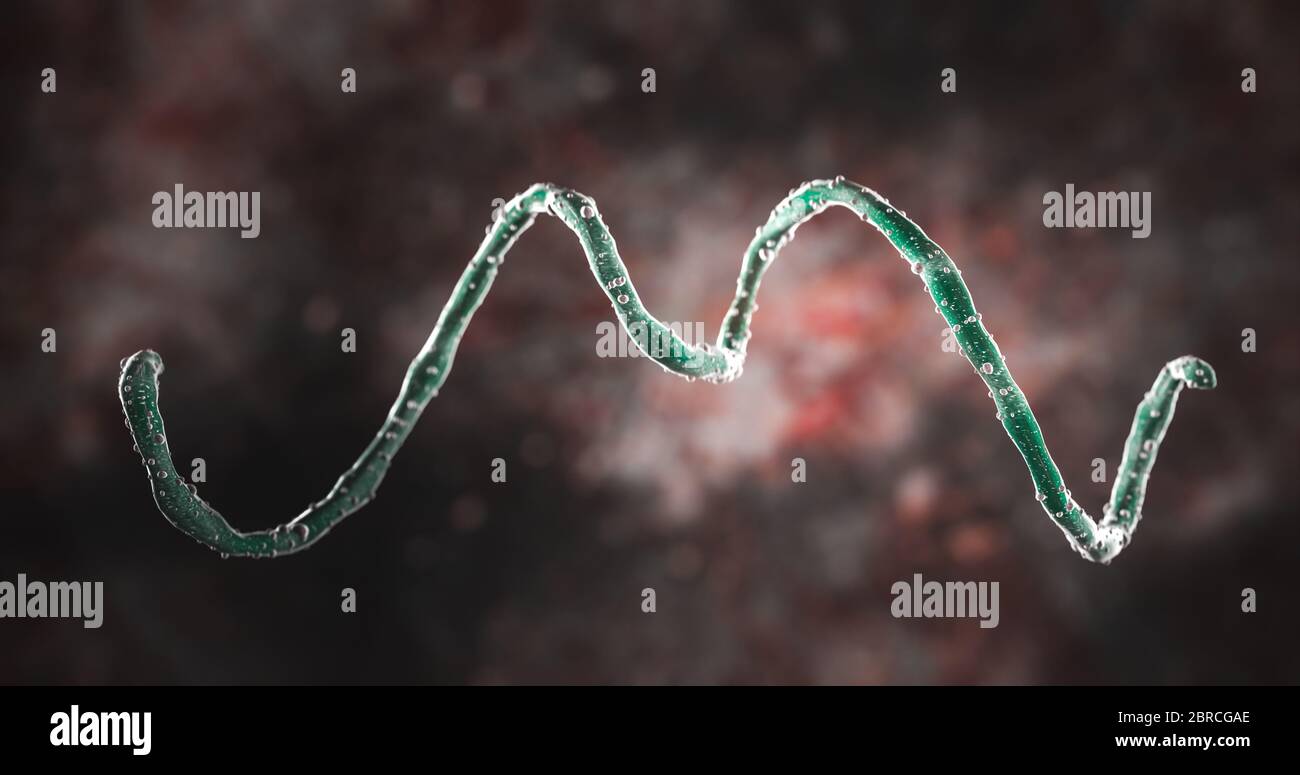 Scienza Foto di batteri spirochete o spirochete è un membro del phylum Spirochaetes, che contiene i batteri distintivi del didero, elicoidalmente coili Foto Stock