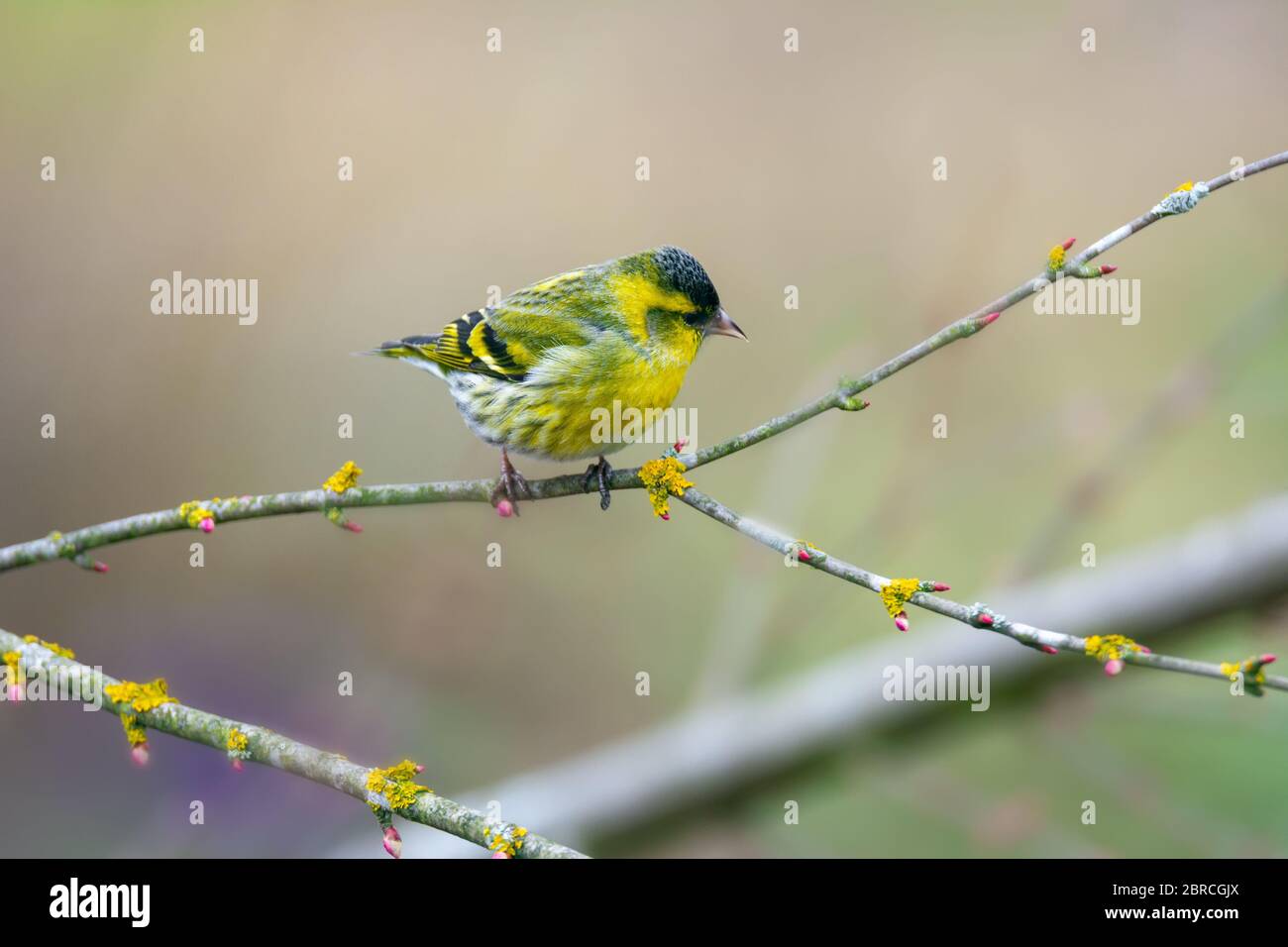 Maschio nero-guidato cardellino seduto su un ramoscello Foto Stock