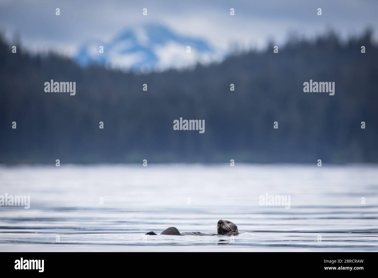 Una lontra marina, Enhyra lutris, nuota nelle acque di Halleck Harbour, Isola di Kuiu, Alaska sudorientale, Stati Uniti. Foto Stock