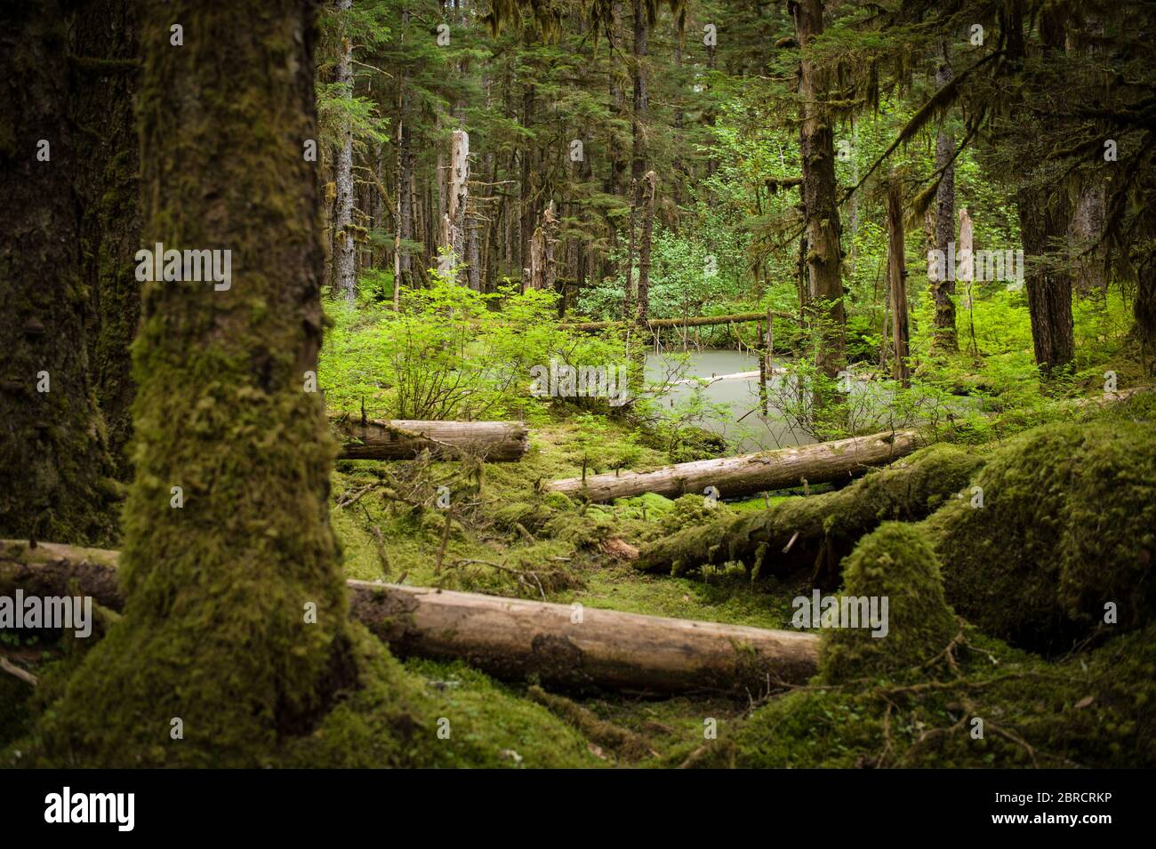 Il Glacier Bay National Park, nella parte sud-orientale dell'Alaska, USA, offre viste panoramiche sulla foresta e sulla fauna selvatica. Foto Stock