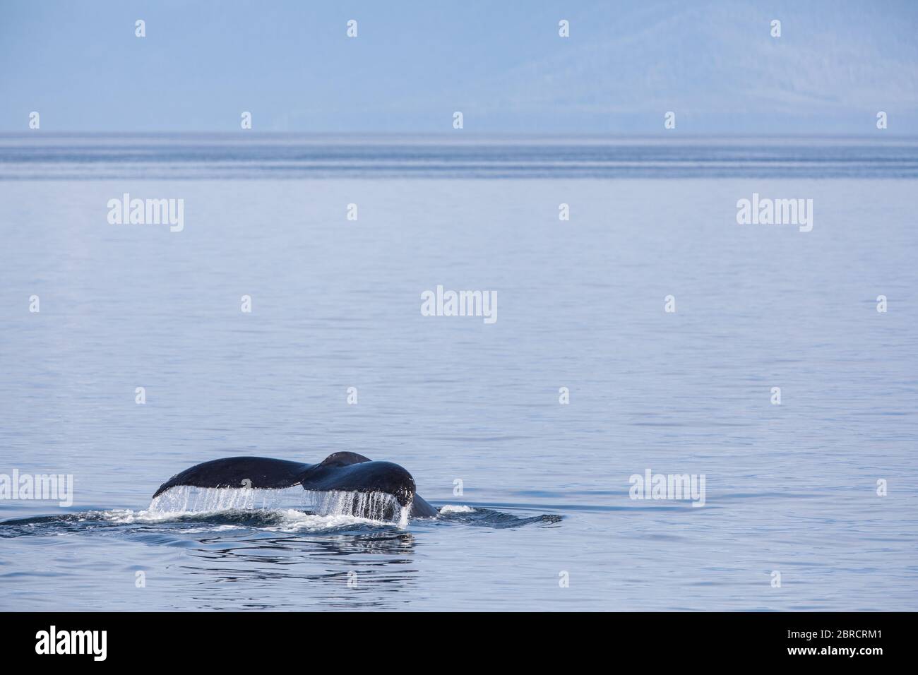 Frederick Sound nel passaggio interno è un luogo popolare per guardare la balena Humpback, Megaptera novaeangliae, Frederick Sound, Alaska, Stati Uniti. Foto Stock