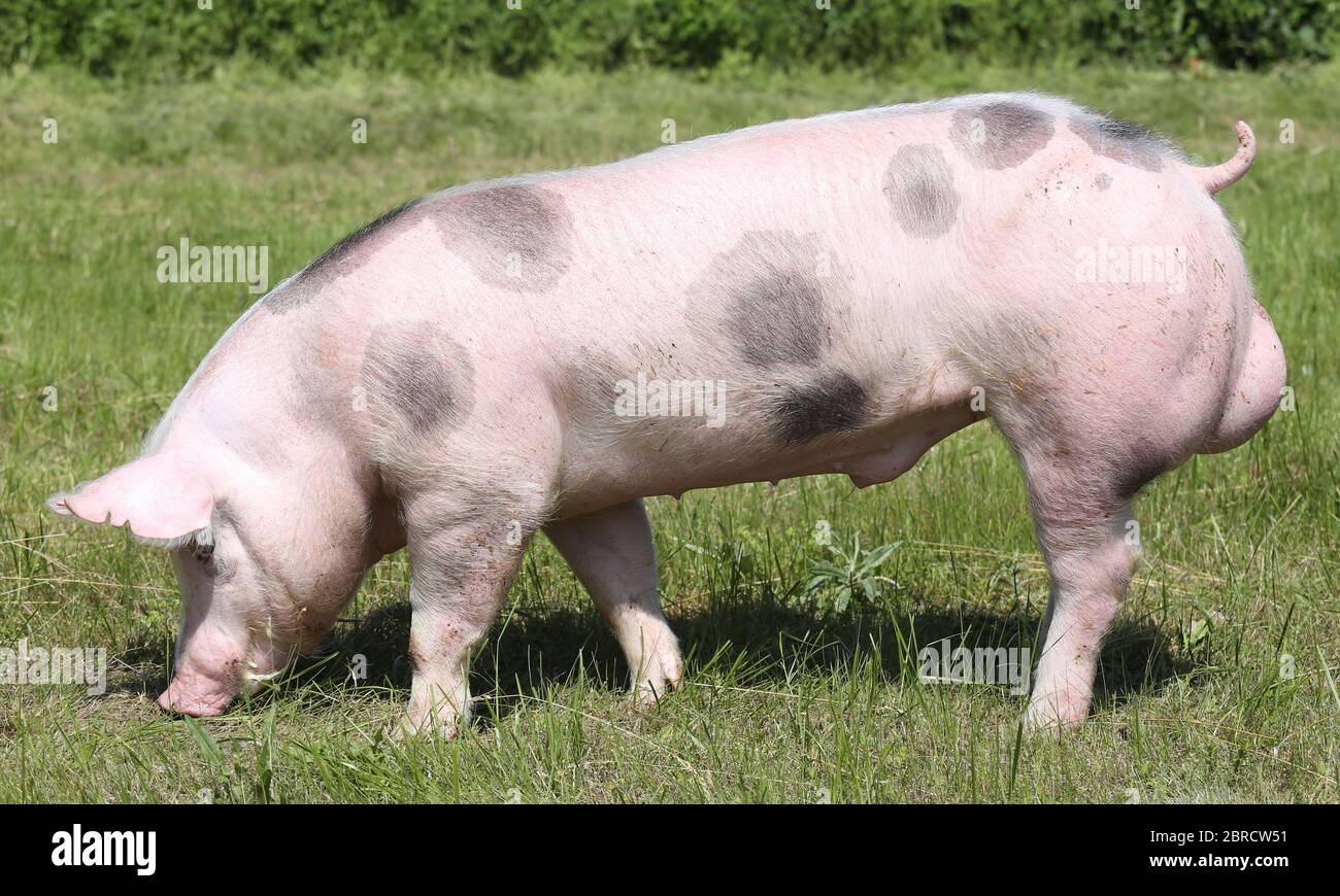 Vista laterale foto di un bel maiale giovane all'aperto Foto Stock