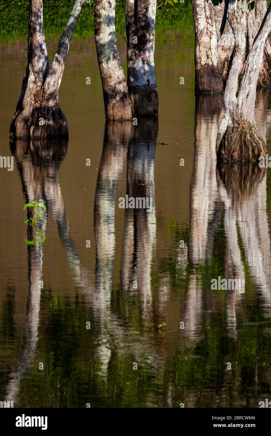 Foresta di mangrovie e riflessione a Quebro, provincia di Veraguas, Repubblica di Panama Foto Stock