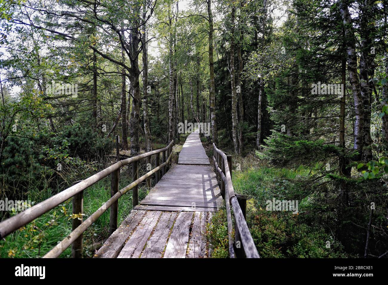 Sentiero escursionistico in alta moor Kaltenbronn, Foresta Nera del Nord, Germania Foto Stock