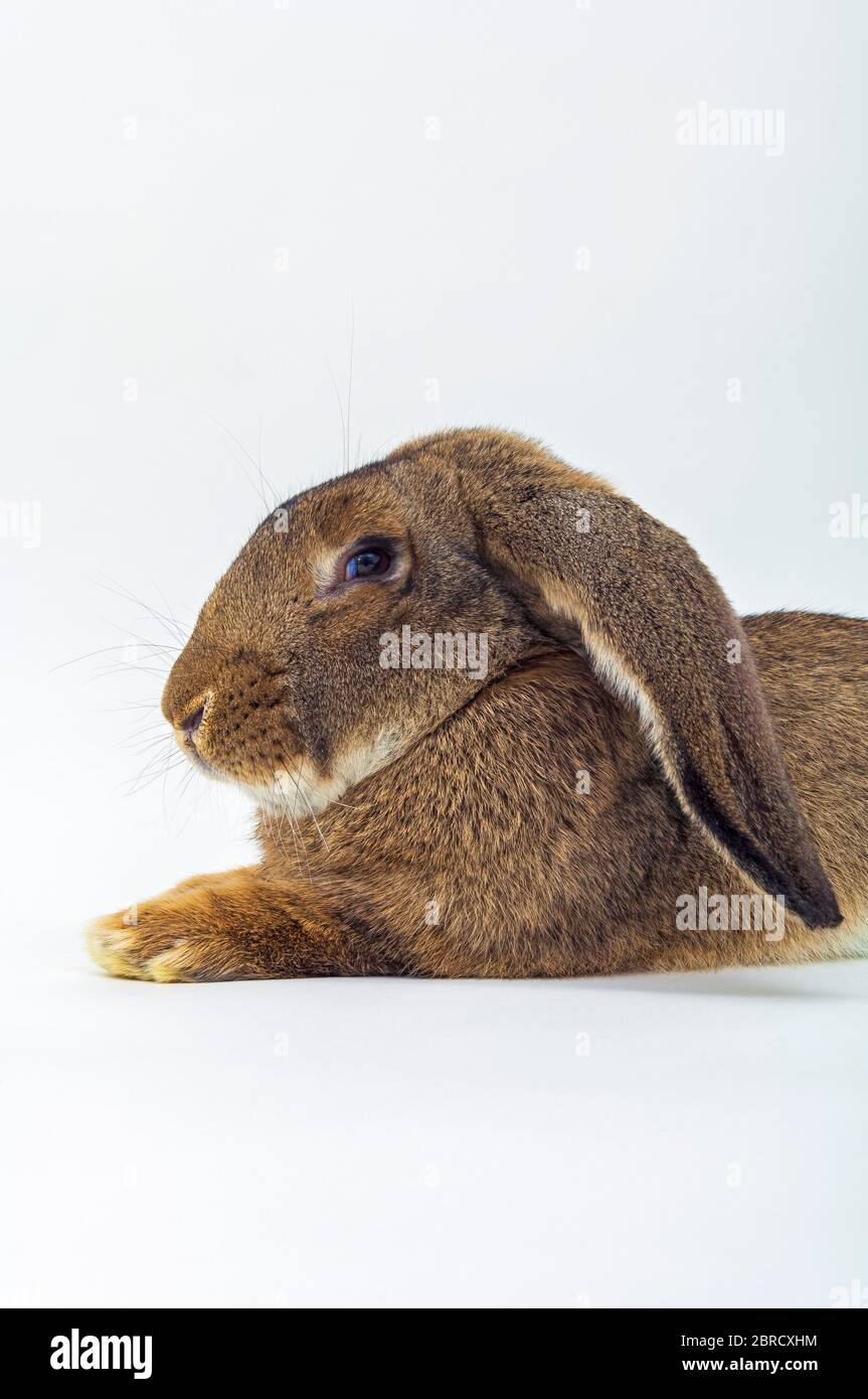 Lepre stabile, gigante tedesco (Oryctolagus cuniculus domestica), ritratto, Germania Foto Stock