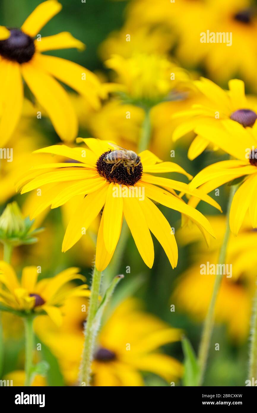 Miele ape (Apis mellifera) che si nuce al maremondello di Rudbeckia fulgida var. Deamii Deam, Black Eyed Susan di Deam Foto Stock