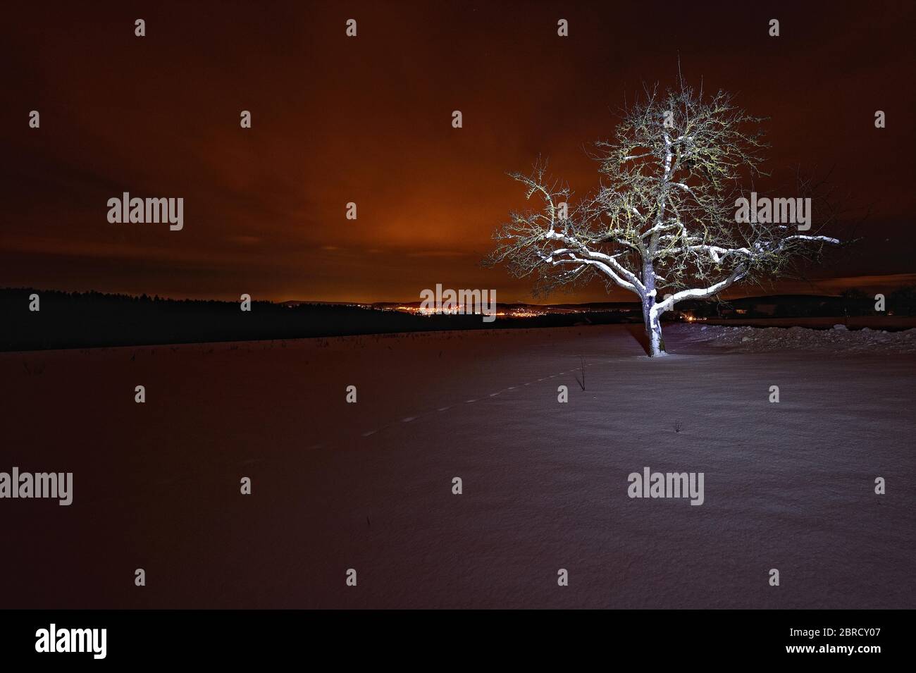 Percorso animale, albero di notte, Germania Foto Stock