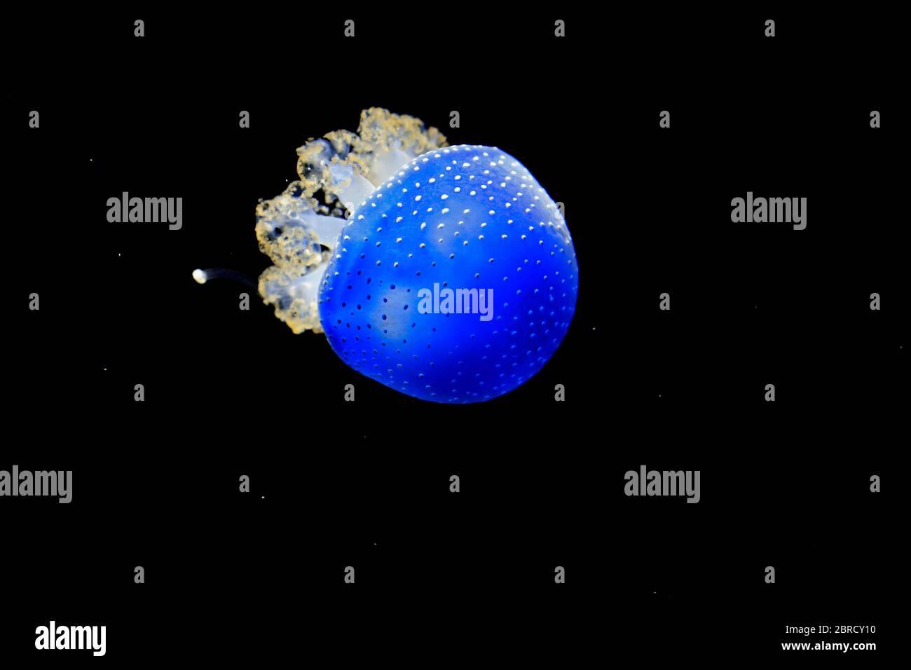 Meduse macchiate australiane (Phyllorhiza punctata), in acqua, prigioniera, Svizzera Foto Stock