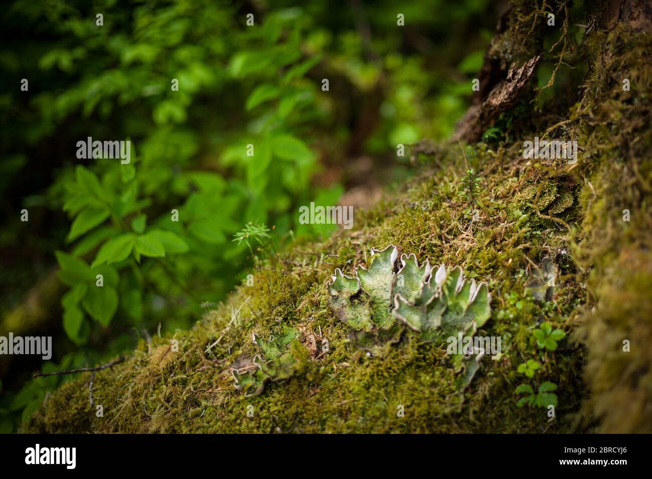 Cascade Trail, Thomas Bay, Alaska sudorientale, USA, è un remoto Tongass National Forest Trail con vista ravvicinata della sottobosco forestale come il lichen. Foto Stock