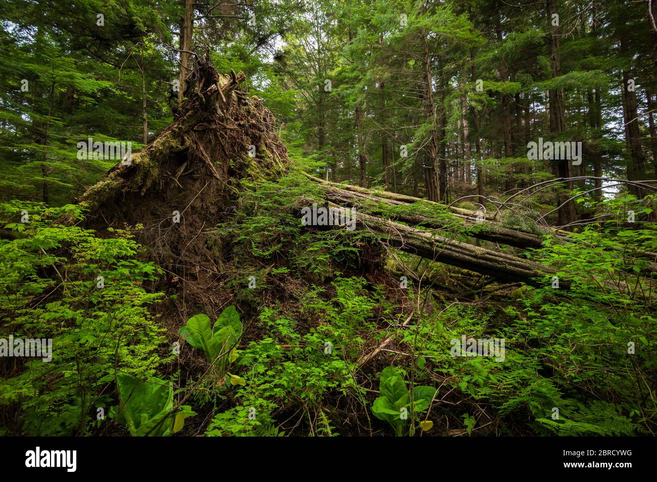 Il Totem bight state Historical Park, Ketchikan, Alaska, USA, mostra una collezione di totem nativi americani in una foresta pluviale panoramica e temperata Foto Stock