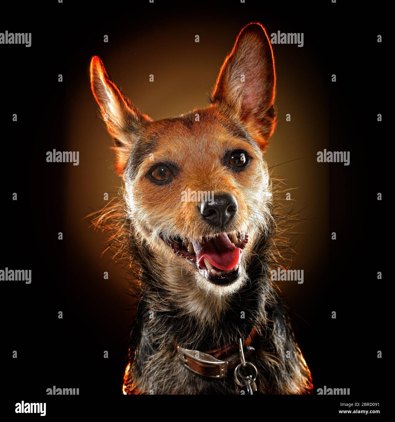 Misto razza cane, ritratto animale, studio shot, Germania Foto Stock