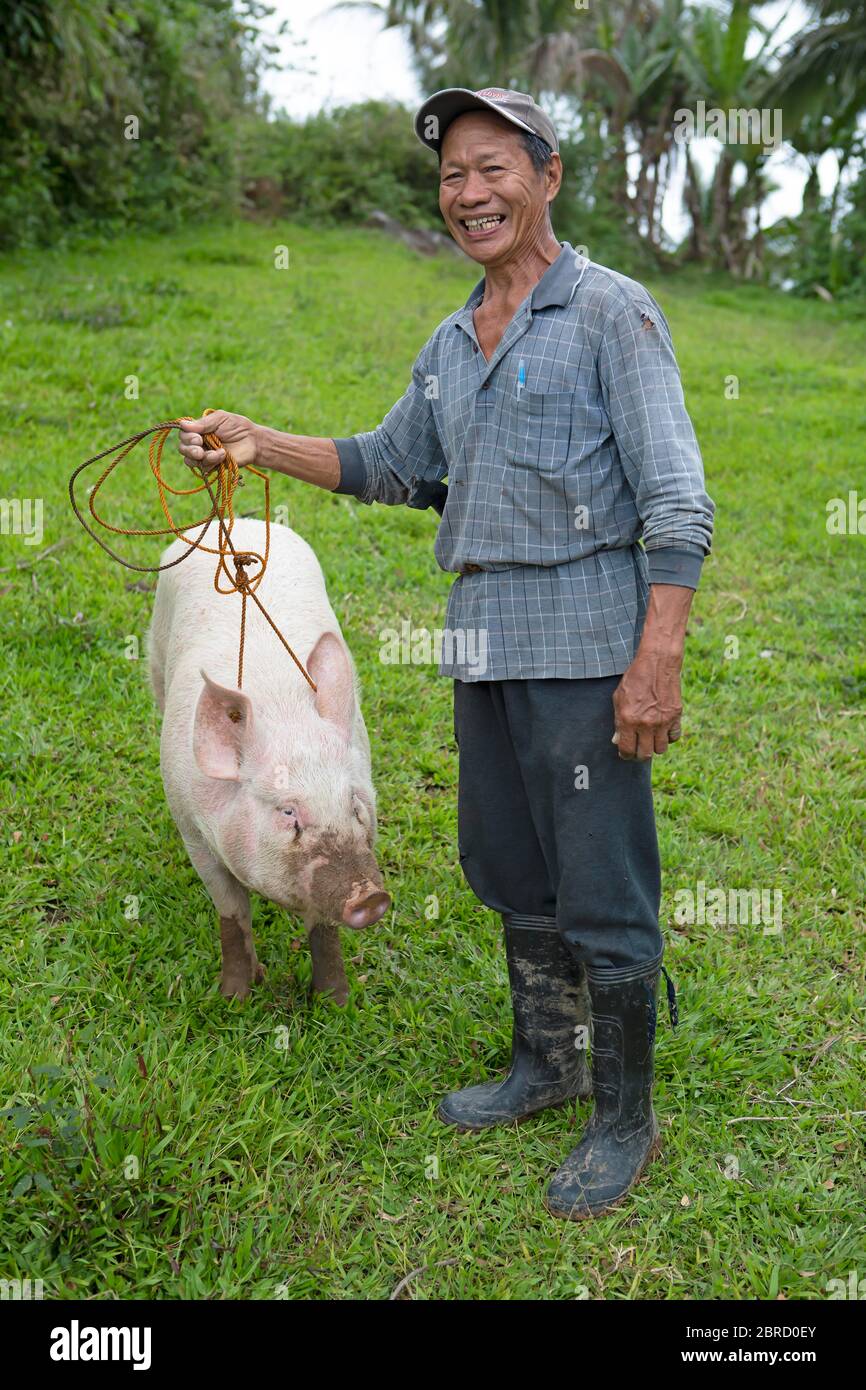 Maschio, 65 anni, conduce un maiale domestico (Sus scrofa domesticus) su un guinzaglio, Negros orientale, Visayas centrale, Filippine Foto Stock
