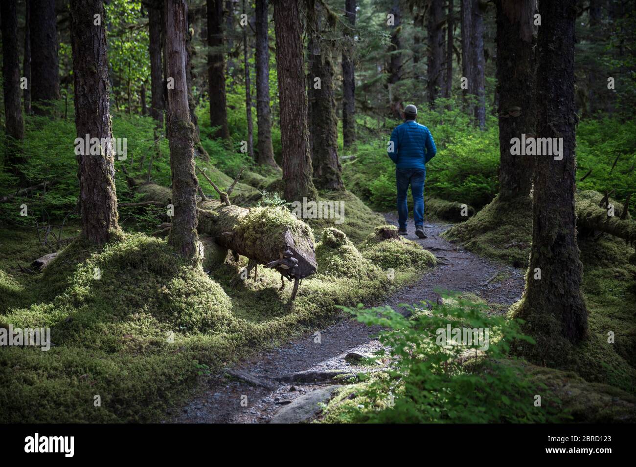 Il Glacier Bay National Park, nella parte sud-orientale dell'Alaska, USA, offre viste panoramiche sulla foresta e la fauna selvatica goduta dagli escursionisti. Foto Stock