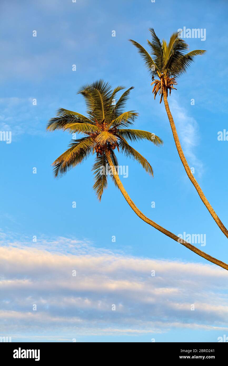 Palme da cocco contro il cielo blu all'alba. Foto Stock