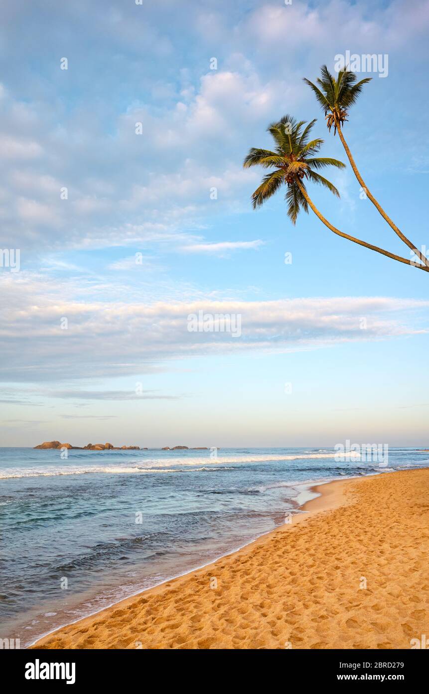 Spiaggia tropicale con palme da cocco, Sri Lanka. Foto Stock