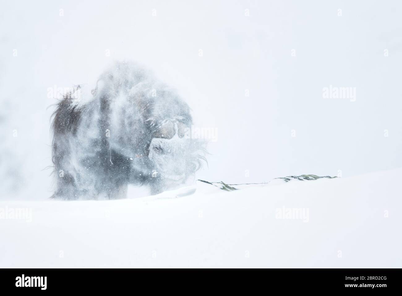 Muschio di bue (ovibos moschatus) innevato in tempesta di neve, Dovre-Sunndalsfjella National Park, Norvegia Foto Stock