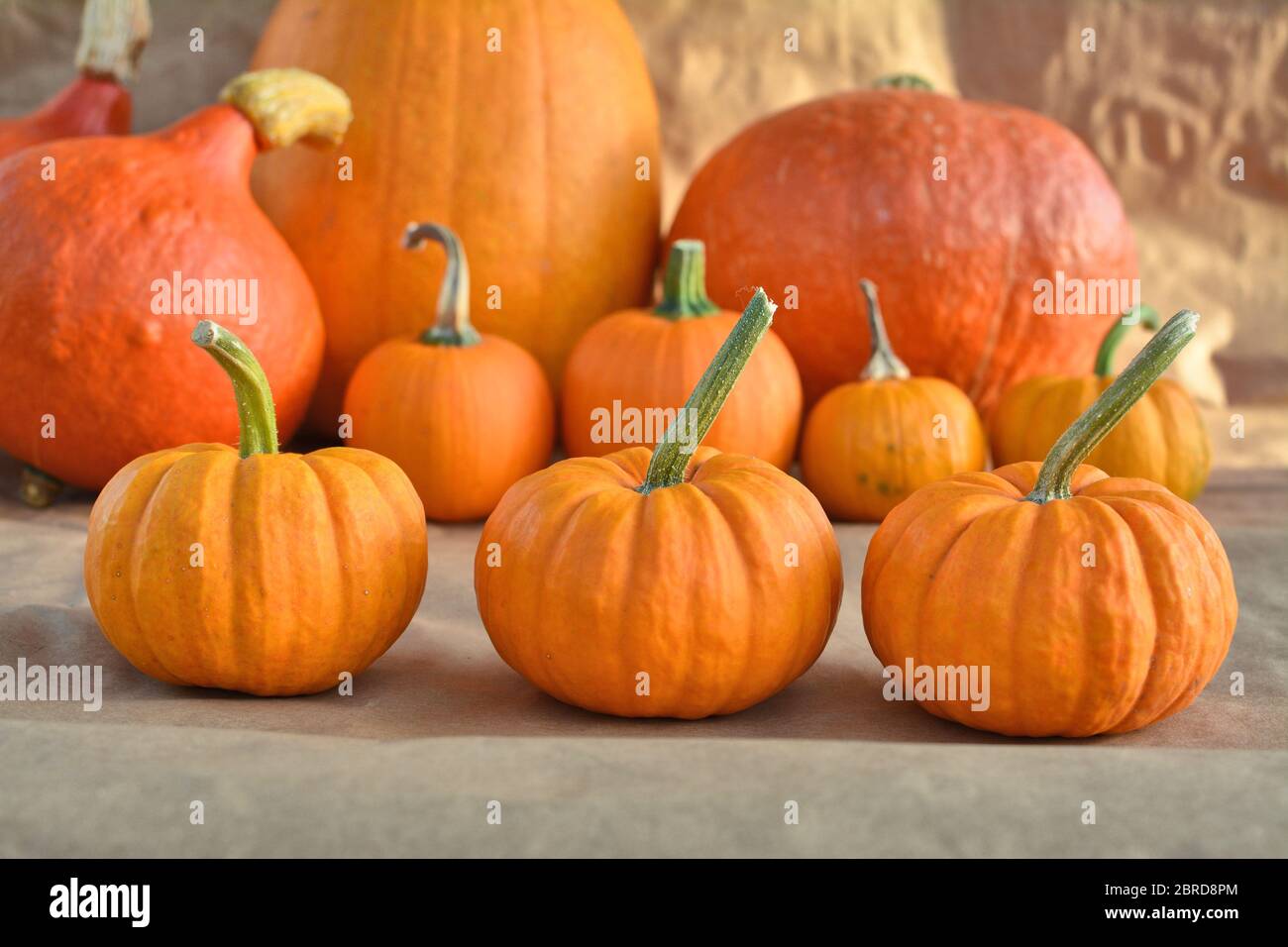 Primo piano delle zucche arancioni d'autunno Foto Stock