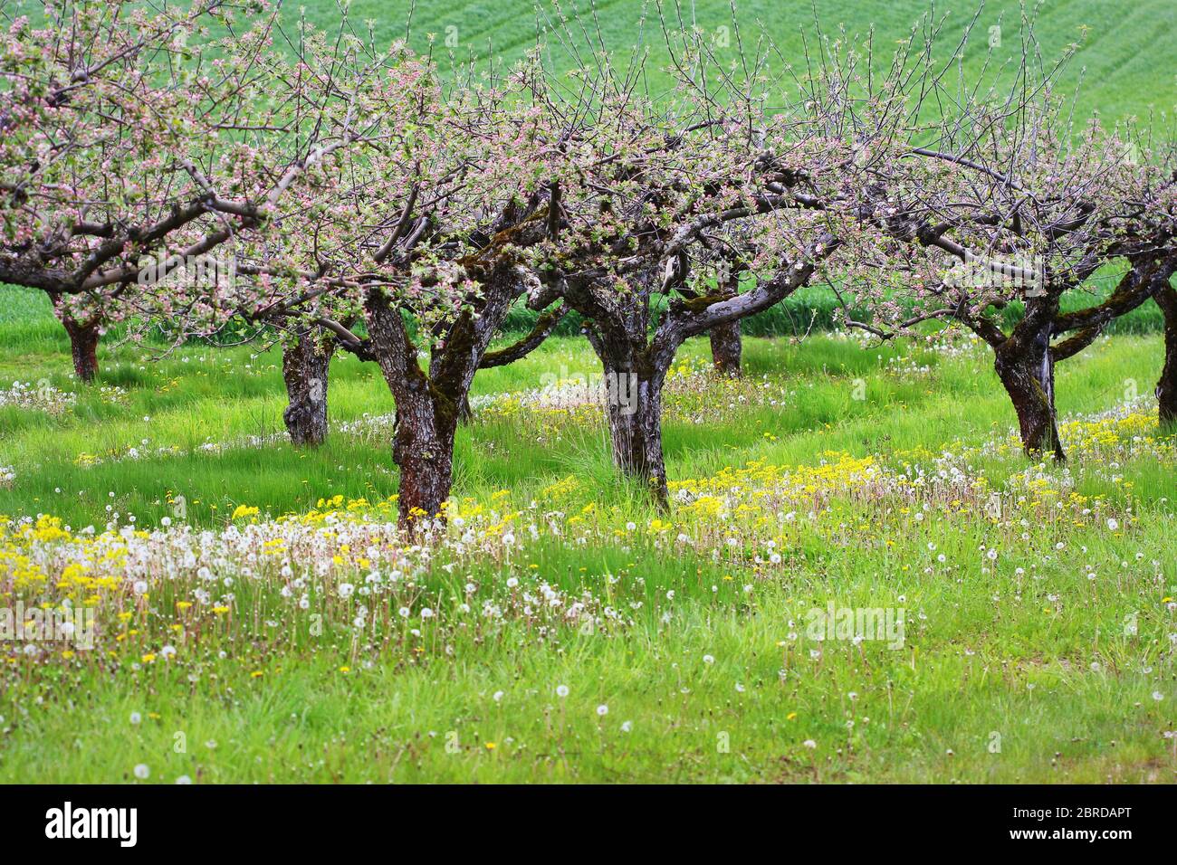 L'albero di mela fiorisce su sfondo natura, fiori di primavera, sfondo di primavera Foto Stock
