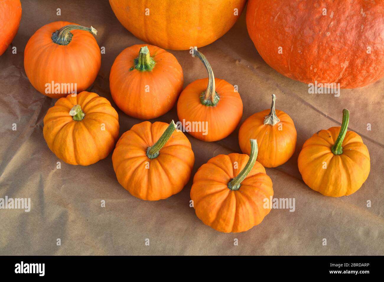 Zucche di autunno arancio Foto Stock