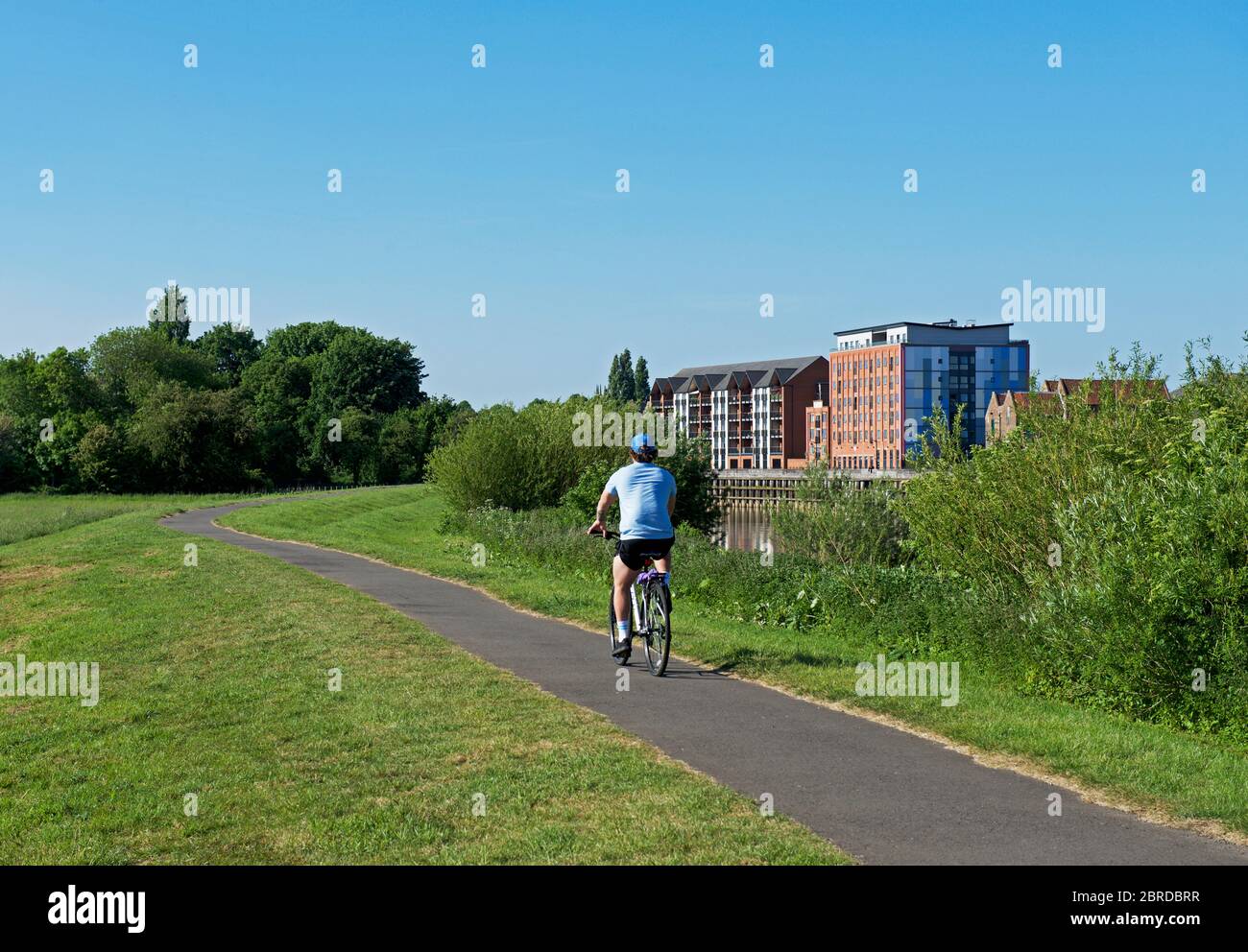 Ciclista in pista lungo la riva rialzata del fiume Trent, a Gainsborough, Lincolnshire, Inghilterra Regno Unito Foto Stock