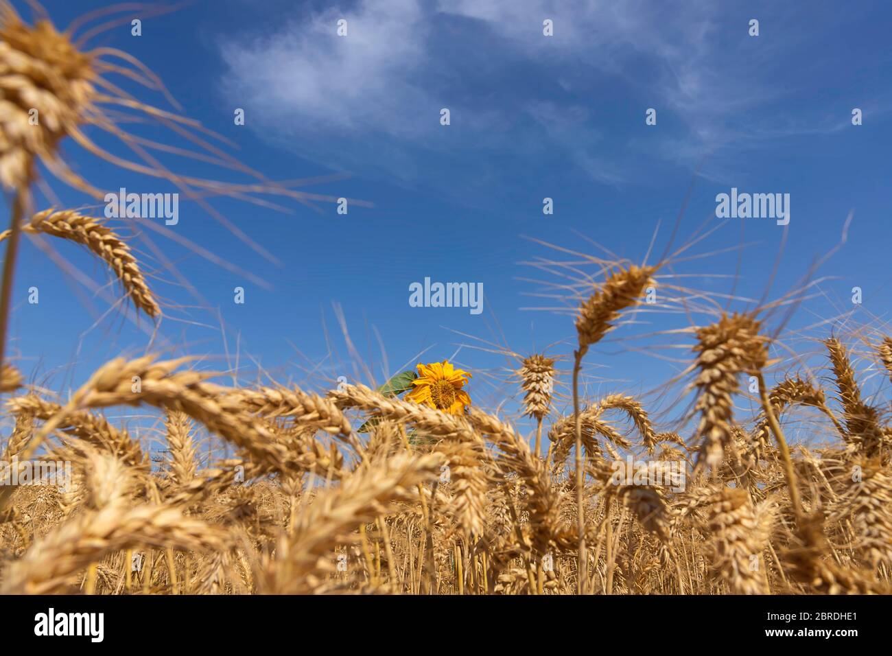 Orecchie di grano maturo e un fiore di girasole da vicino nel vento Foto Stock
