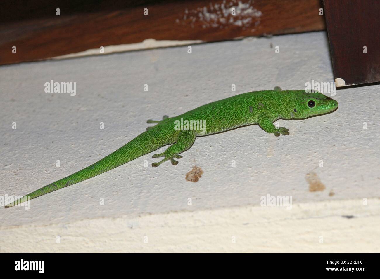 Madagascar gigante giorno geco giovani su parete trave, Nosy Komba Island, Madagascar. Foto Stock