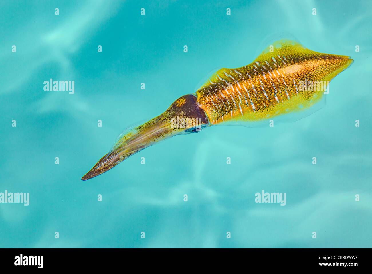 La superficie del mare (sottomarino) Faraone Cepplana (Seppia faraonis) è un cefalopodo, legato a calamari e polpi. Fotografia subacquea. Foto Stock