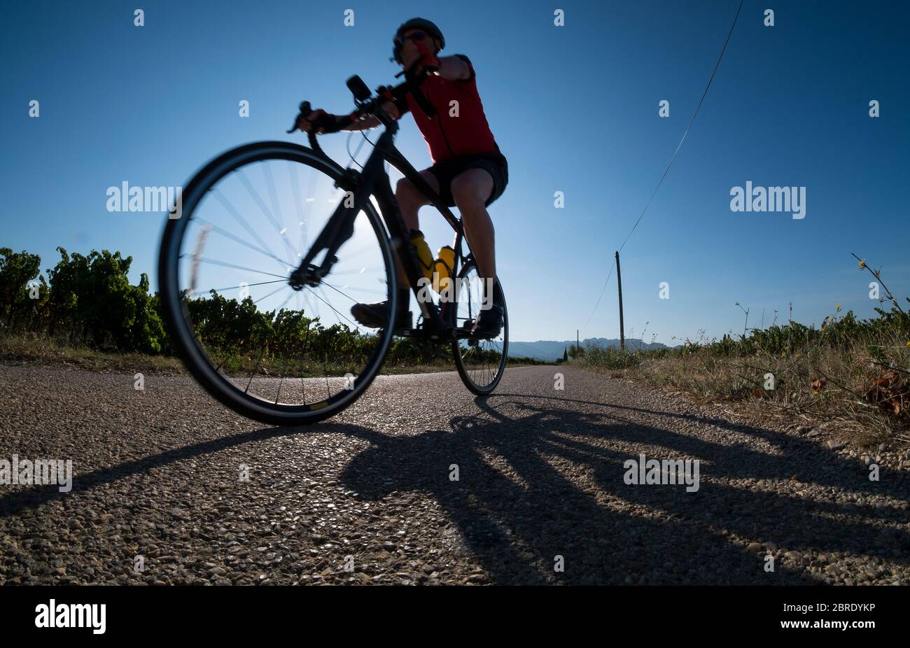 Donna in bicicletta attraverso vigneti francesi in estate su una strada di campagna, vista angolata bassa Foto Stock