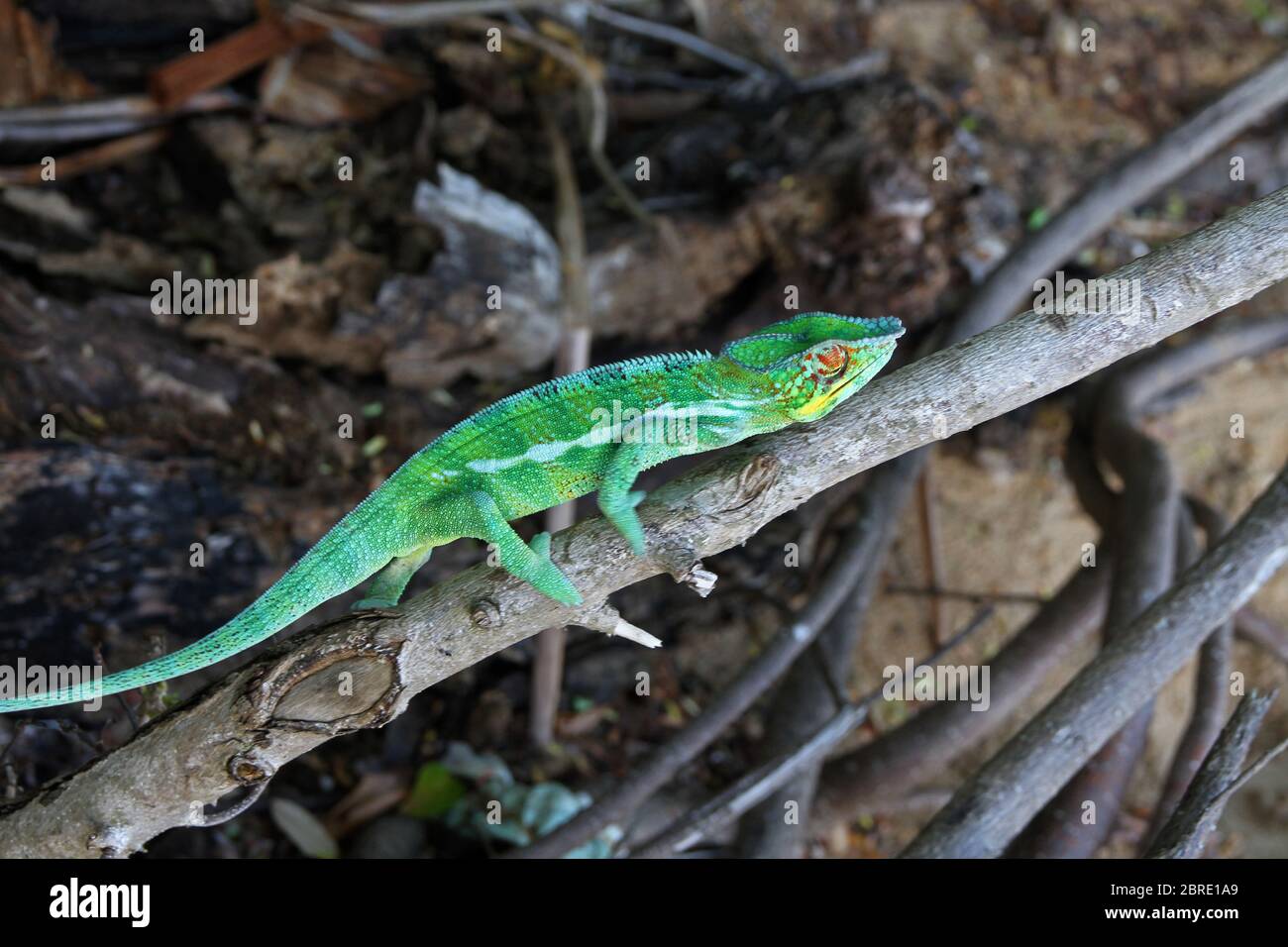 Panther camaleonte sulla filiale, Isola di Nosy Komba, Madagascar. Foto Stock