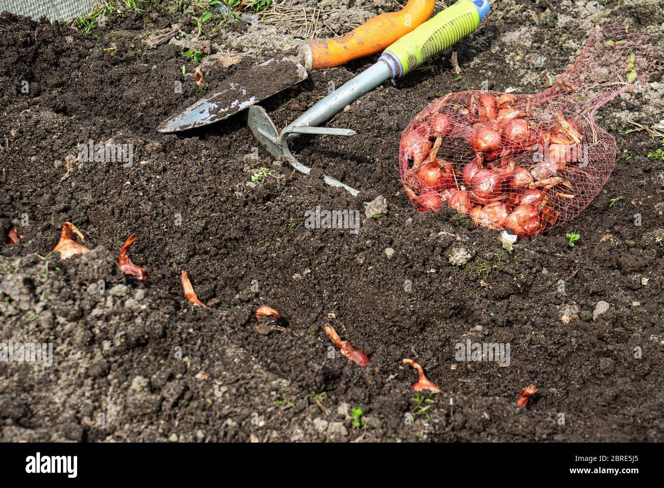 I bulbi piccoli nella griglia sono pronti per essere piantati nel terreno sul letto. Piantare colture vegetali in primavera nel giardino della città . Foto Stock