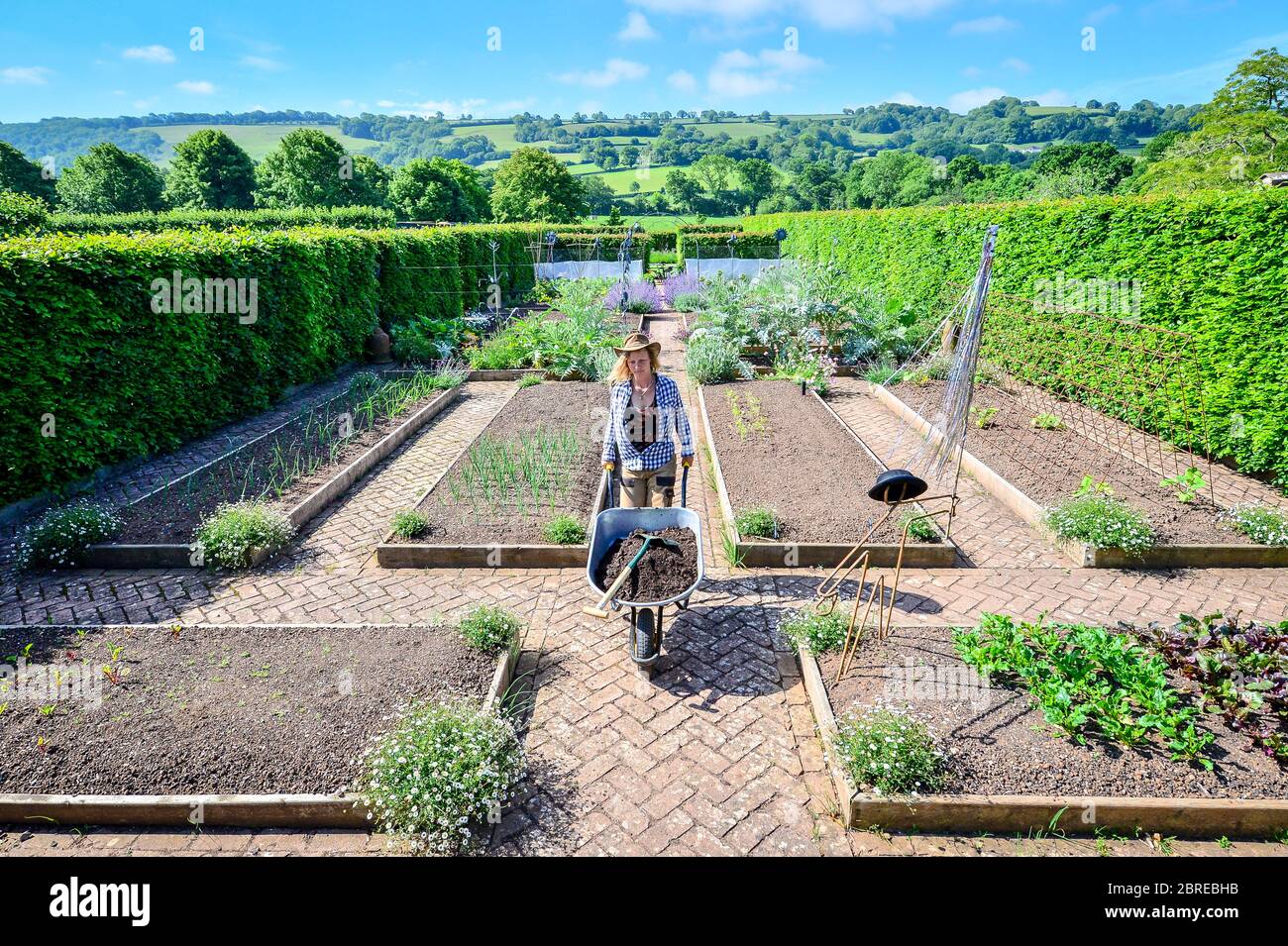 Il giardiniere Fay Sizer spinge il suo barvo attraverso il Giardino Veg presso il Giardino biologico della Yeo Valley, a Blagdon, Somerset, mentre il RHS ha preso l'evento di giardinaggio, compreso il Giardino biologico della Yeo Valley, online in risposta alla pandemia del coronavirus. Foto Stock