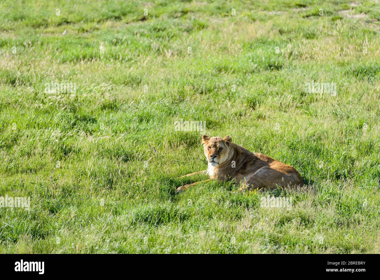 Leonessa che giace sull'erba in natura Foto Stock