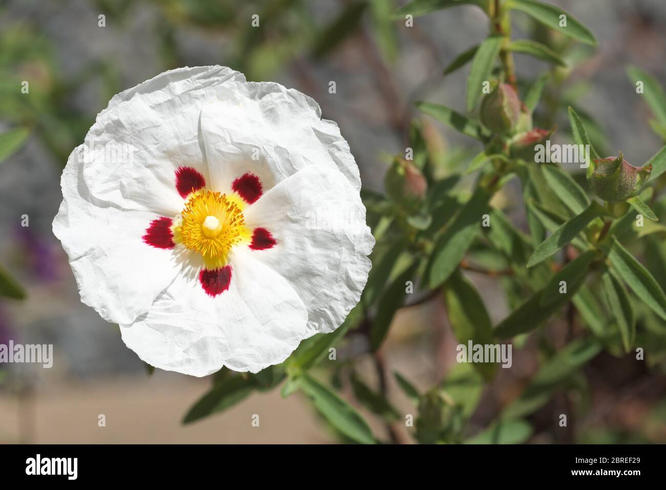 Cistus x purpureus Alan Fradd rock rosa fiori bianchi nel maggio 2020 Foto Stock