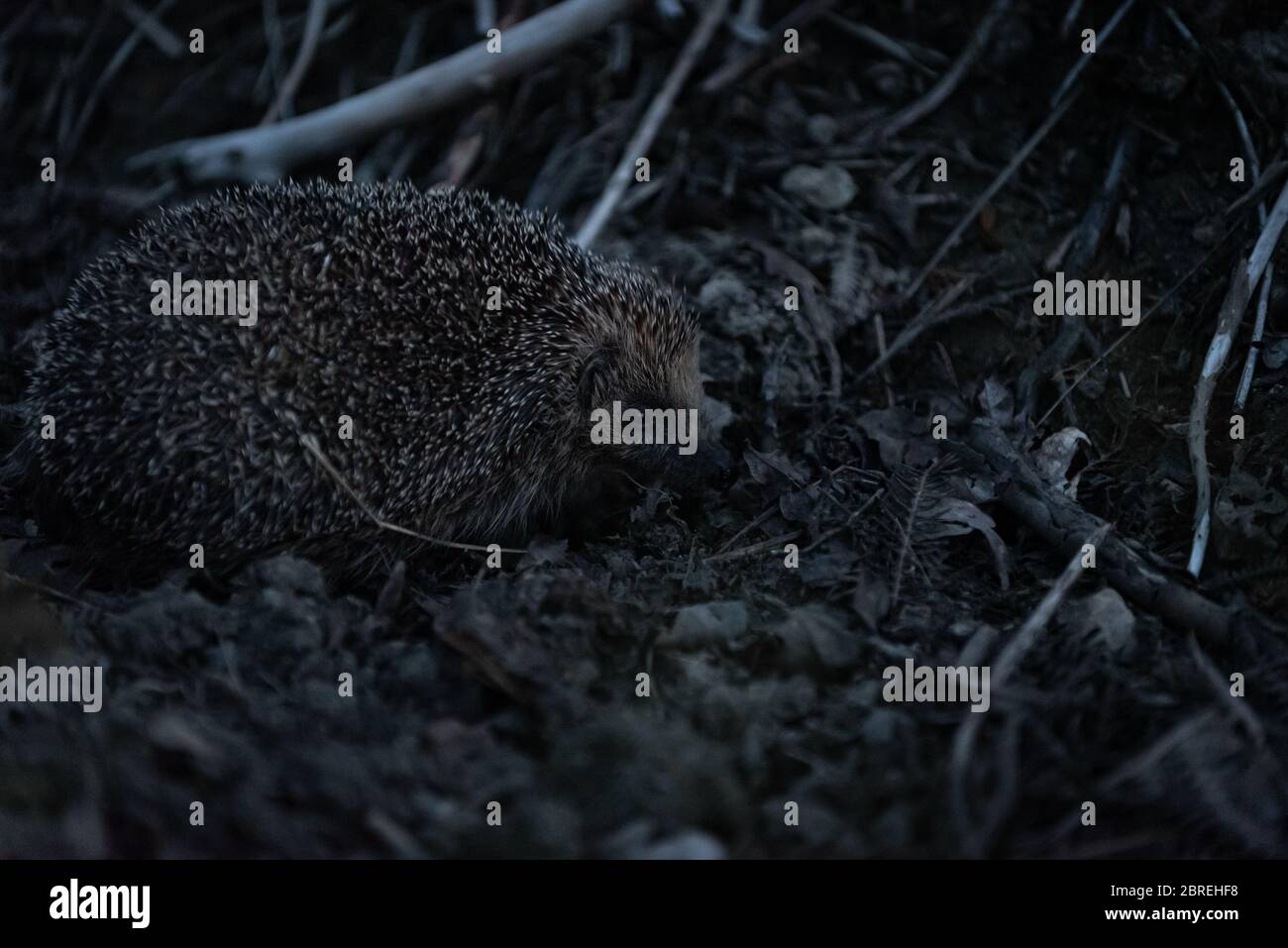 Hedgehog vagando nella sottobosco al crepuscolo Foto Stock