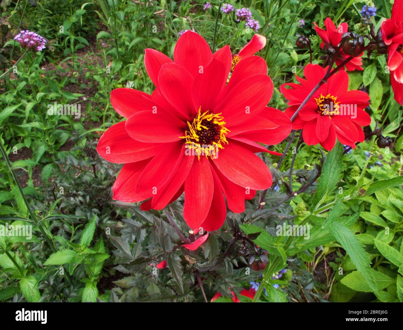 Primo piano immagine di un fiore di Zinnia Foto Stock