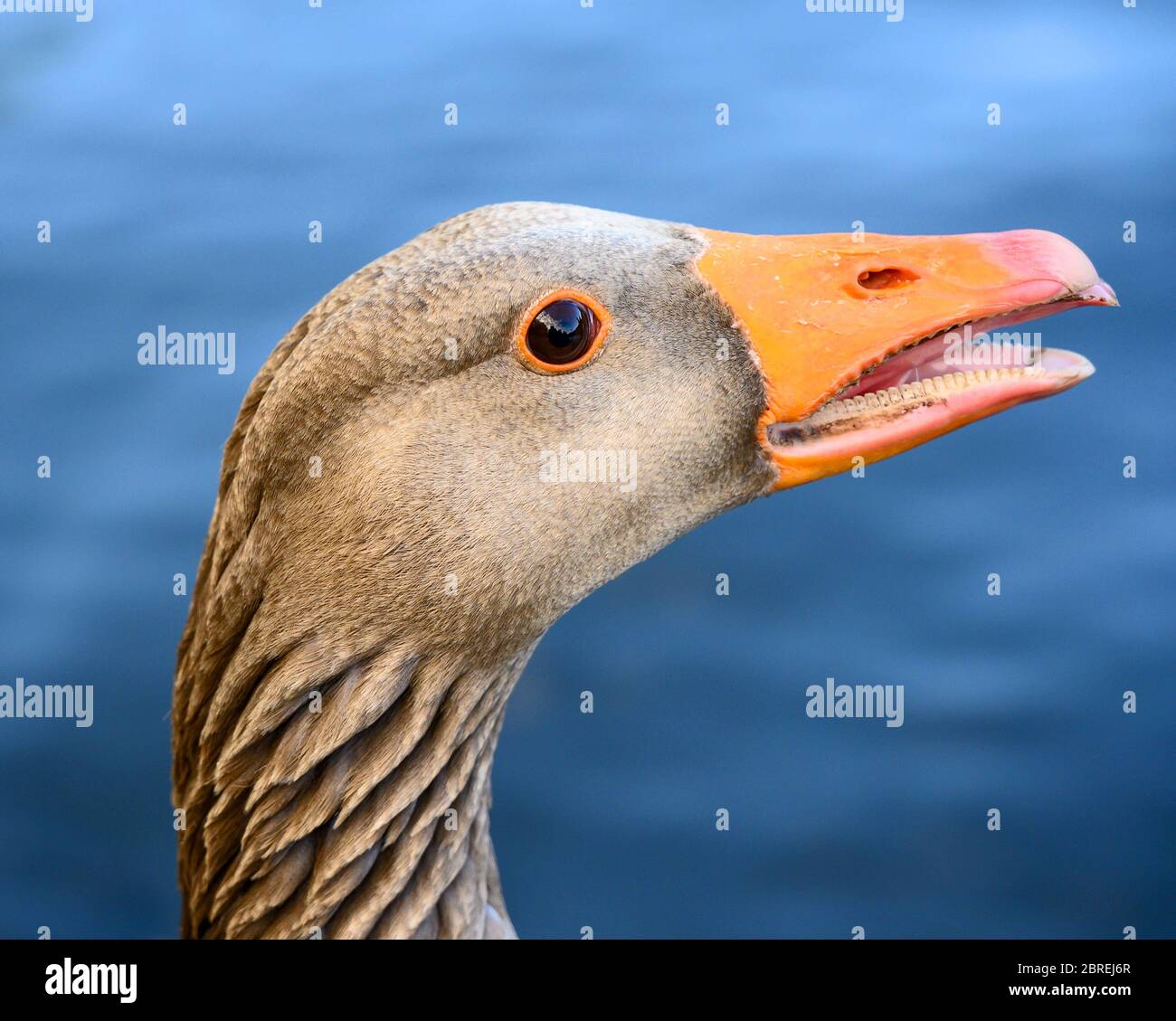 Primo piano della testa di un'oca greylag (Anser anser) a Kelsey Park, Beckenham, Kent, Regno Unito Foto Stock