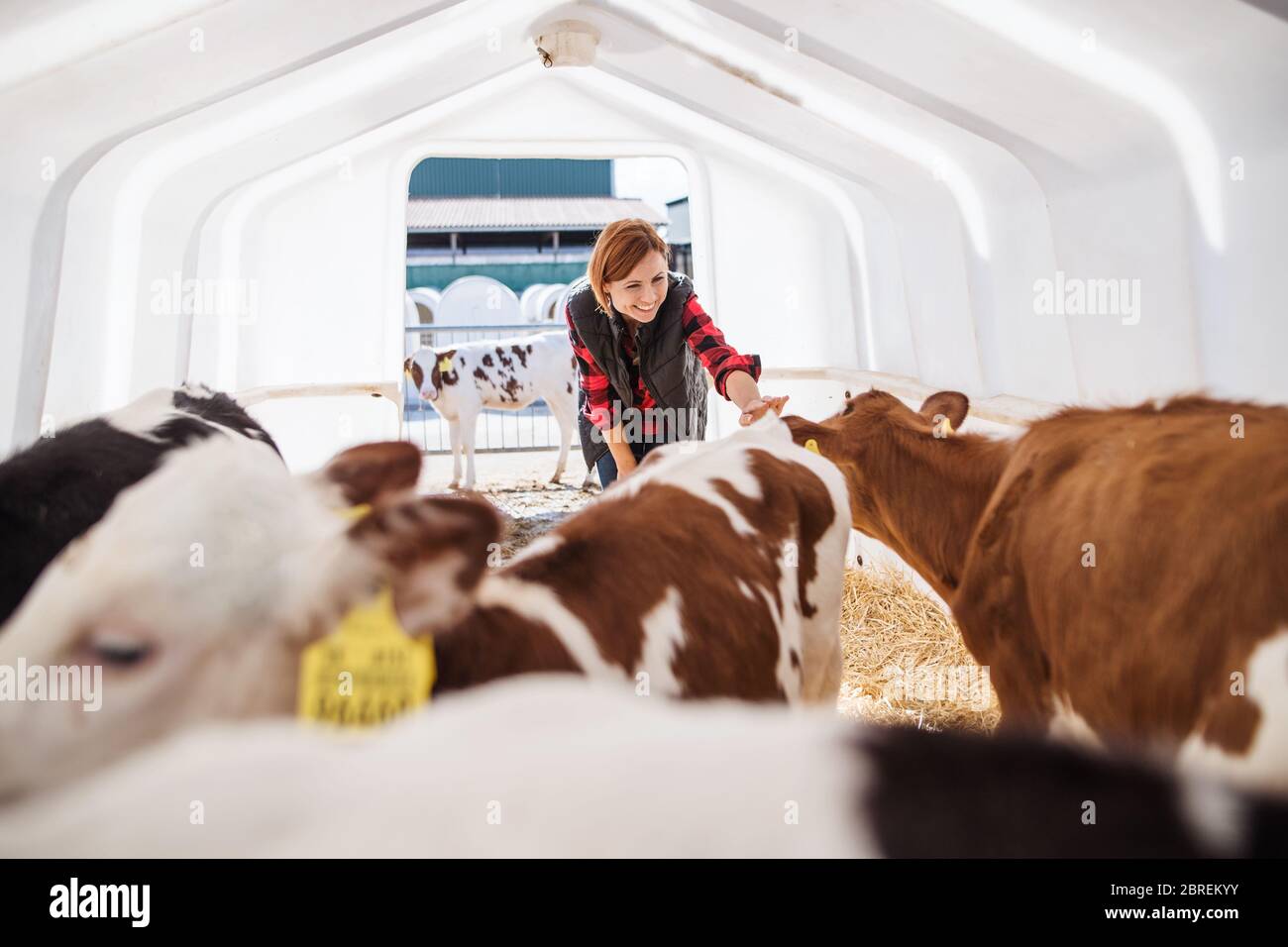 Donna operaio o manager che stromone vitelli in fattoria diaria, l'industria agricola. Foto Stock