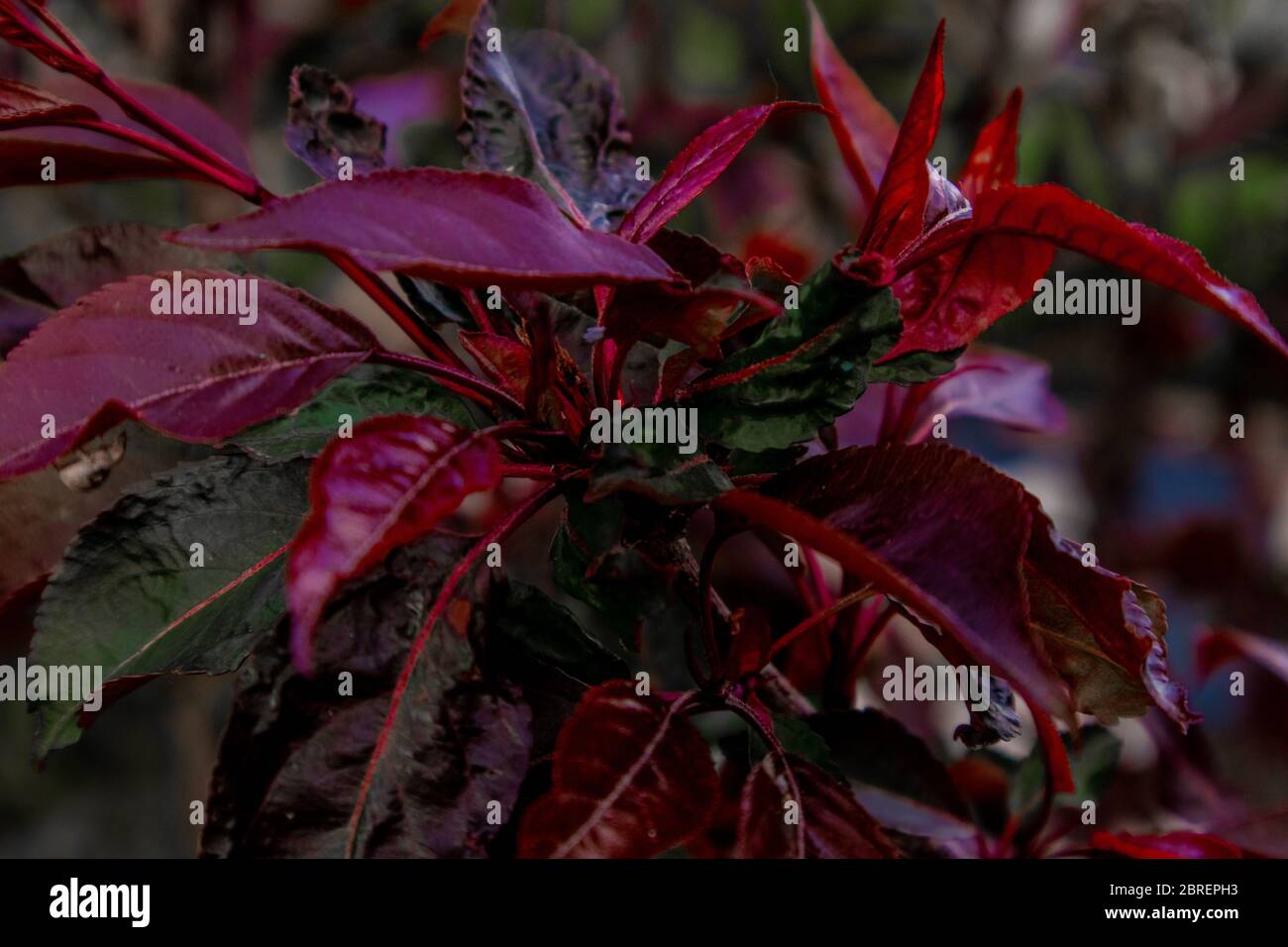 Albero di mela con foglie rosse prima della pioggia. La mela va via. Foto Stock