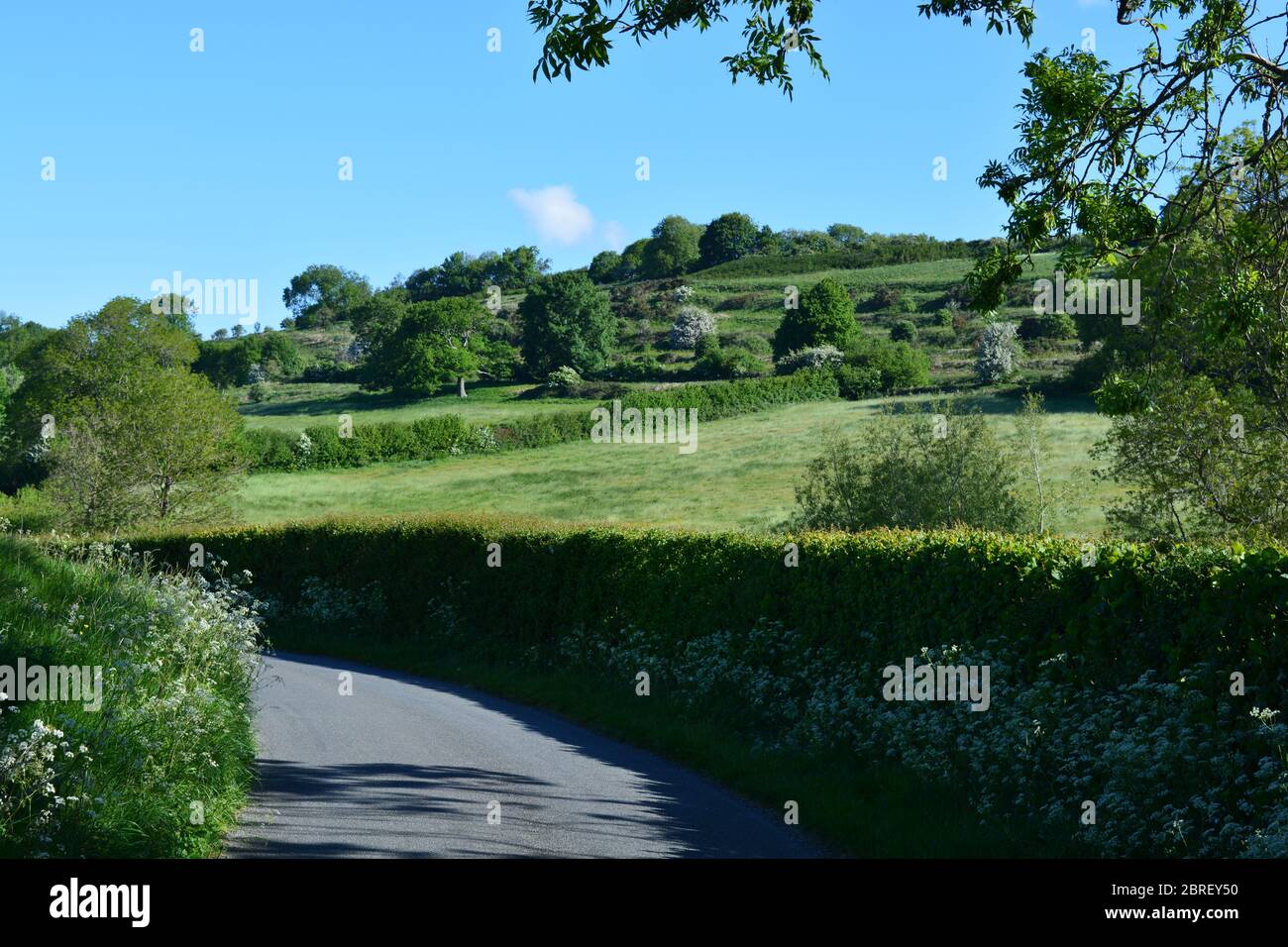 Tipica stradina di campagna con prezzemolo bovino che fioritura a bordo strada all'inizio dell'estate, tra Poyntington e Oborne a Dorset, Inghilterra. Foto Stock