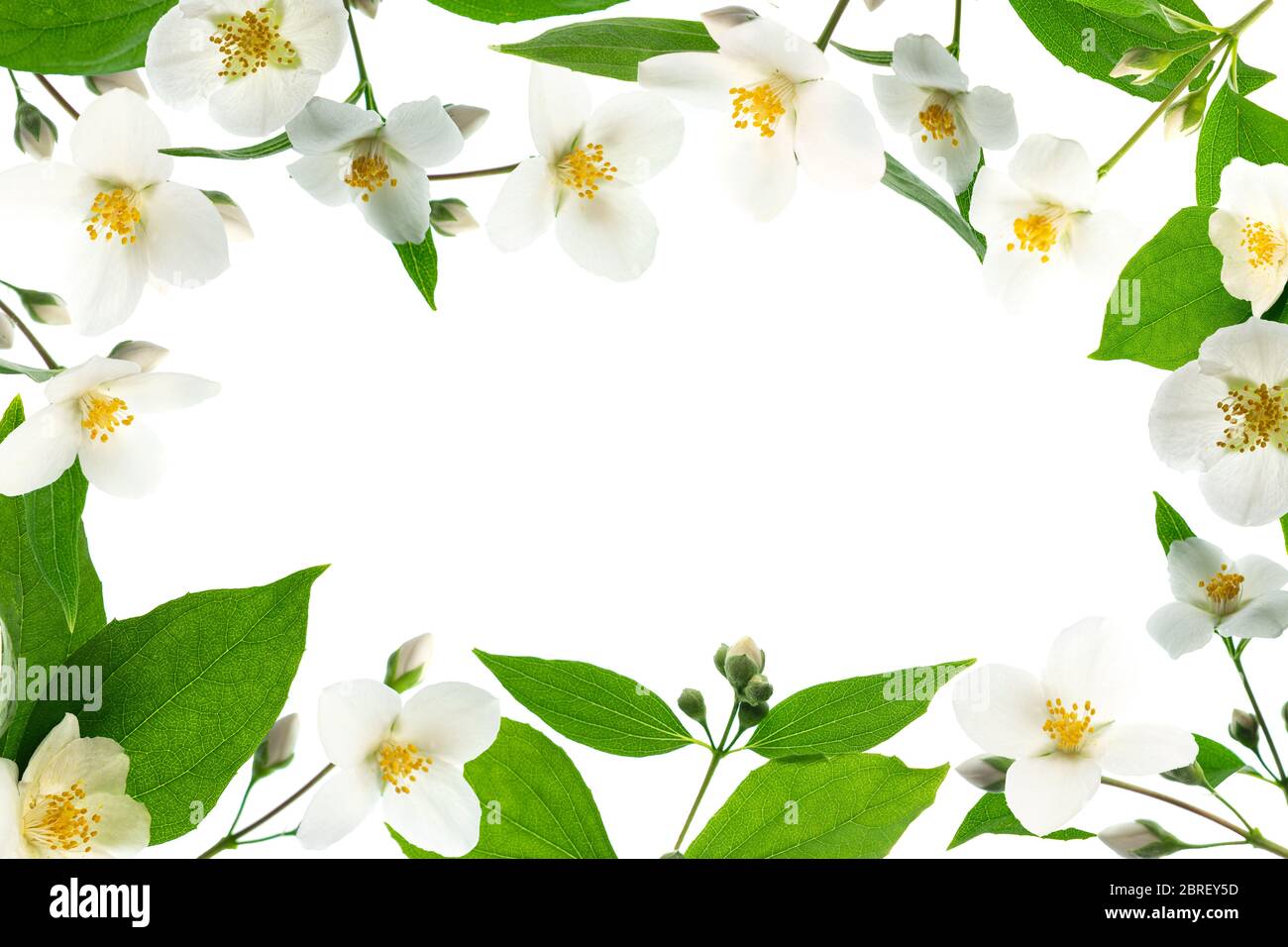 Primo piano del design della cornice in jasmine con sfondo bianco e spazio vuoto per il testo. Design floreale per cosmetici. Disposizione piatta, vista dall'alto. Lo sfondo di San Valentino. Foto Stock