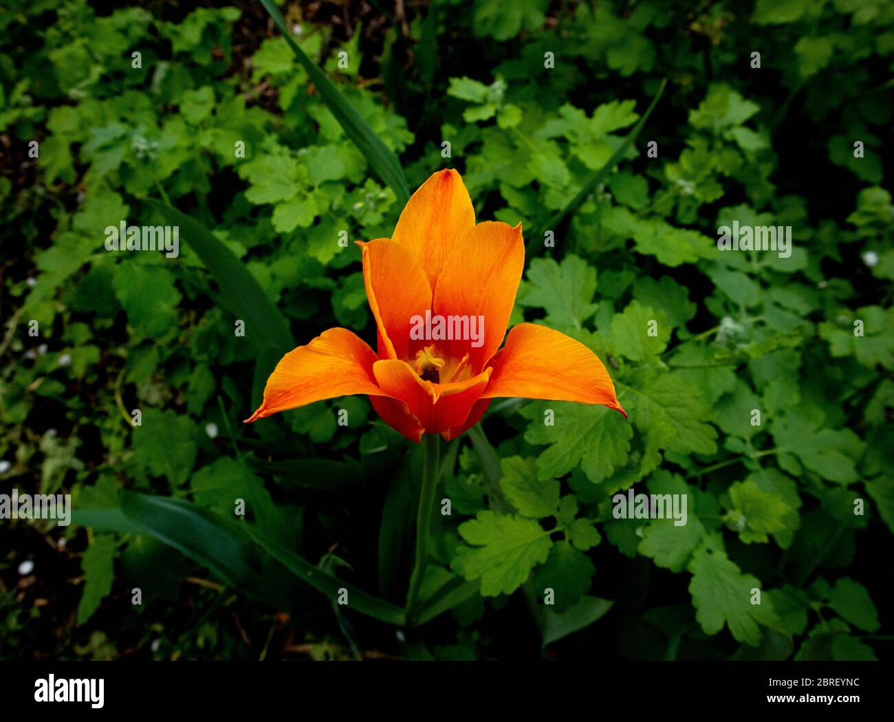 Tulipano arancione su sfondo verde di piante. Tulipani fioriscono in giardino. Foto Stock