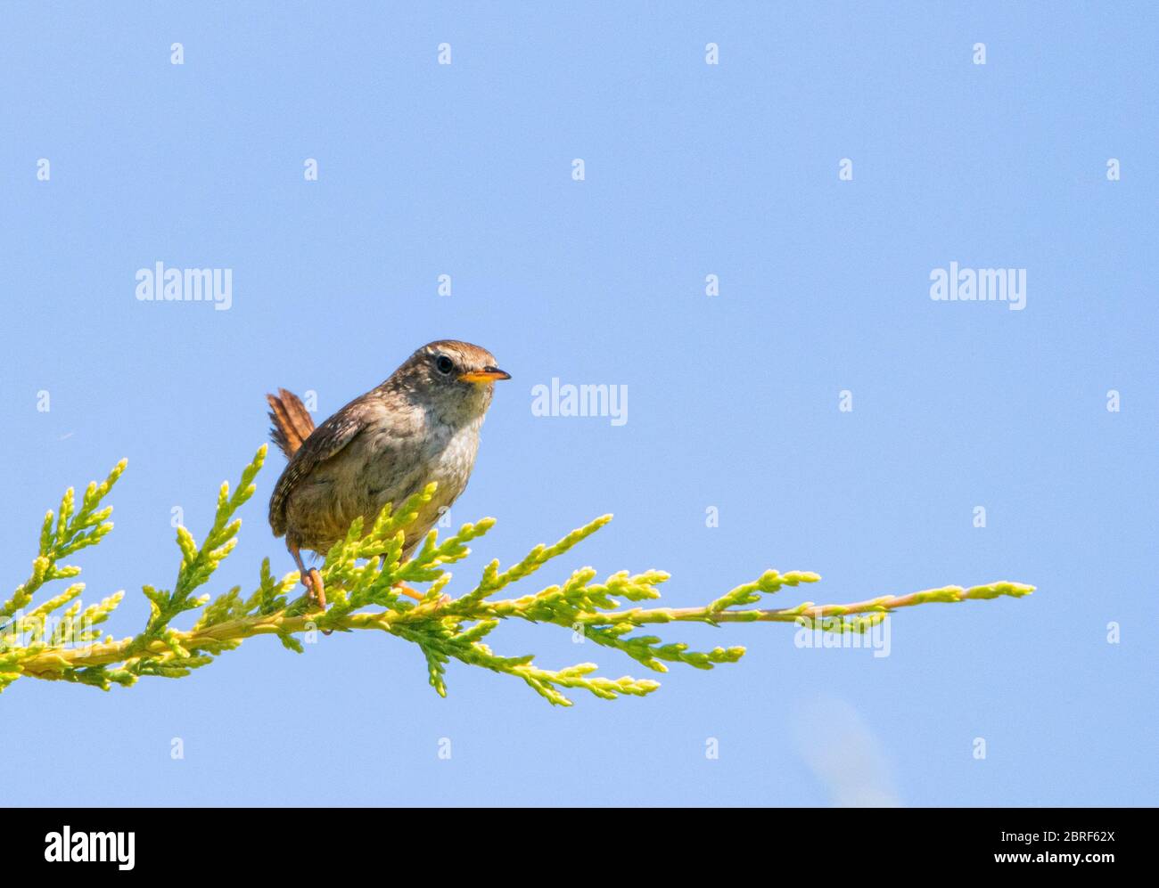 Wren, piccolo uccello, uccello selvatico, che perching su un ramo in un giardino britannico, estate 2020 Foto Stock
