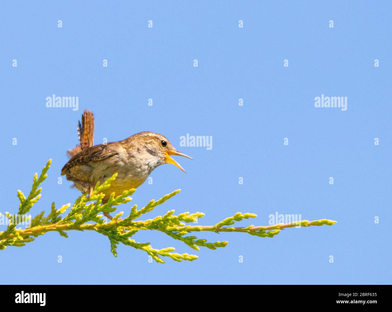 Wren, piccolo uccello, uccello selvatico, che perching su un ramo in un giardino britannico, estate 2020 Foto Stock