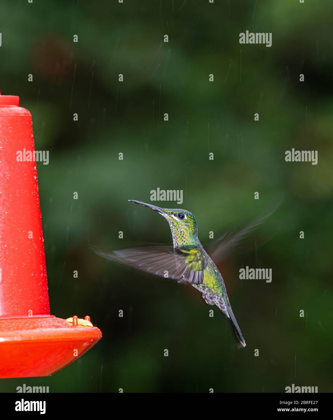 Verde coronato Brilliant Hummingbird: Heliodoxa jacula. Costa Rica. Sull'alimentatore. Foto Stock